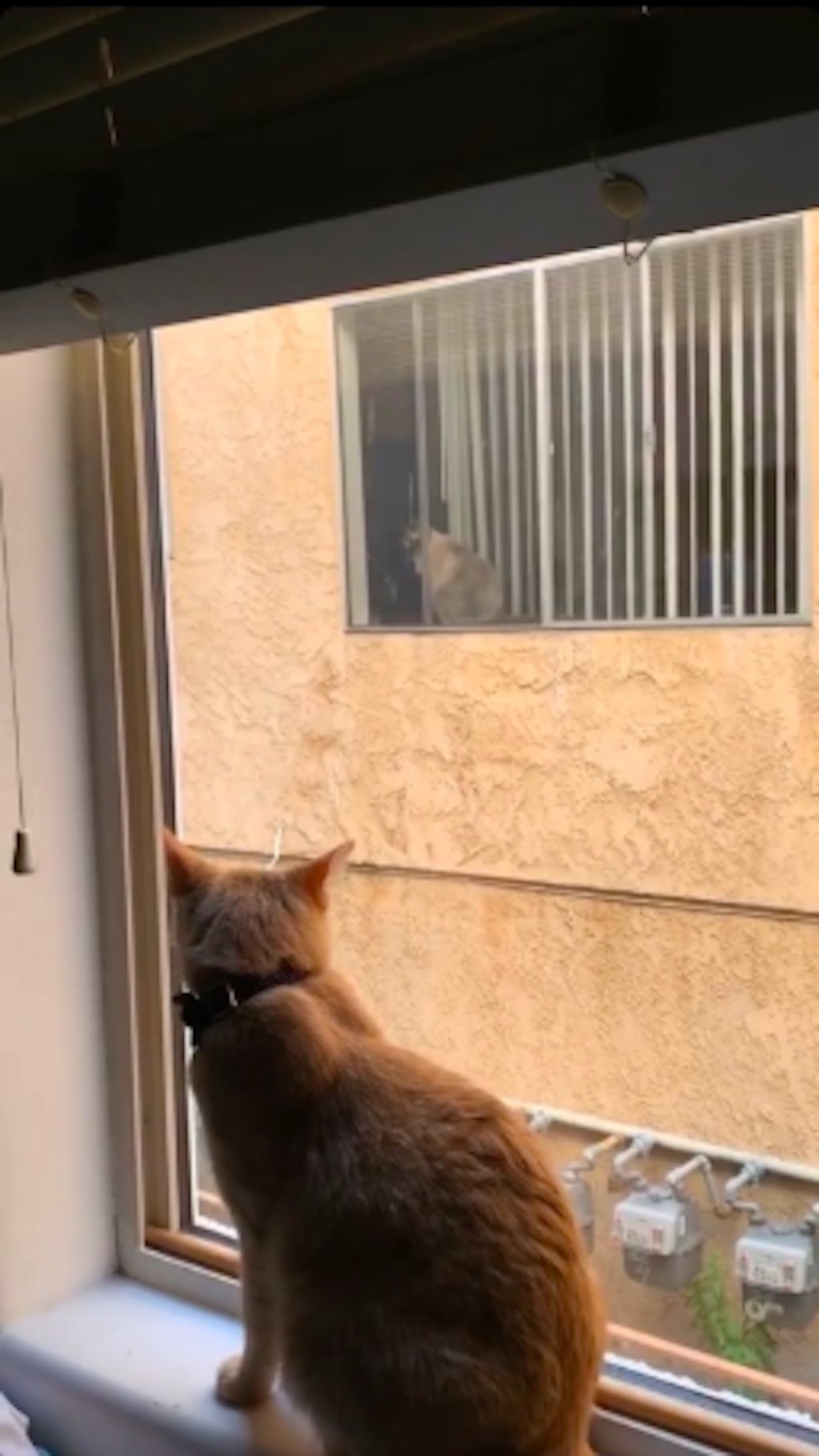 simon cat in love with neighbor