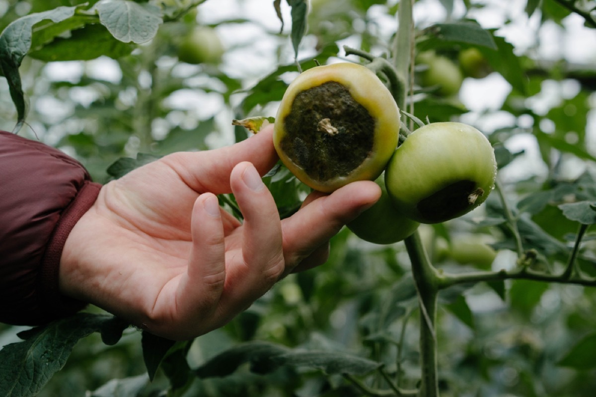 white hand holding rotten tomato plants