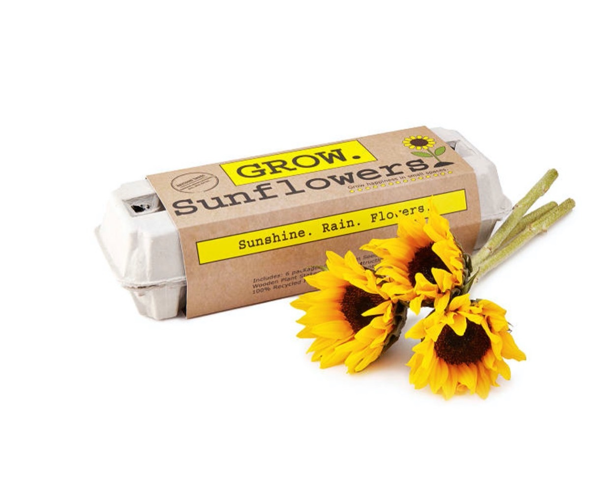 sunflower growing kit