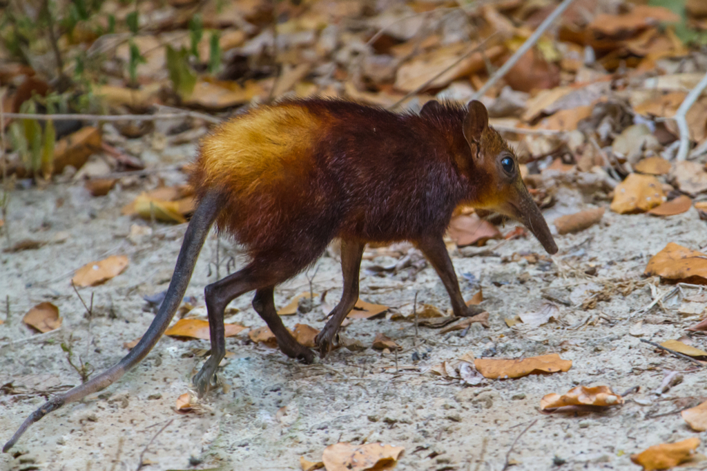 Elephant Shrew Crazy Critters