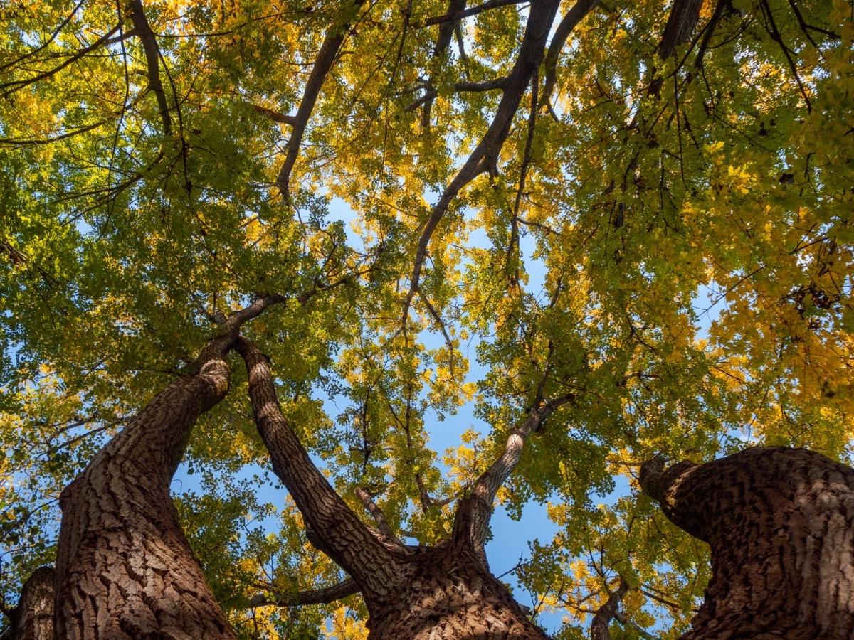 looking upwards at cottonwood trees