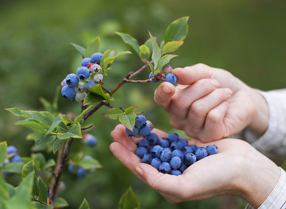 picking blueberries