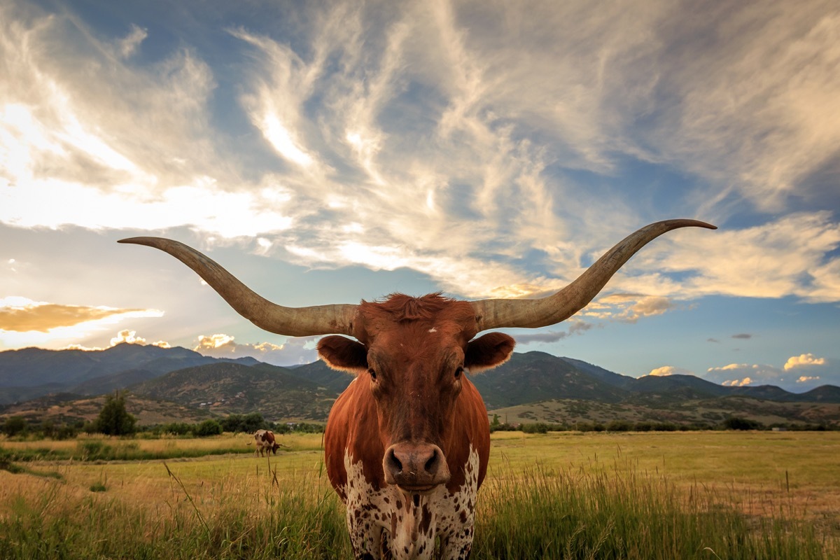 Texas Longhorn