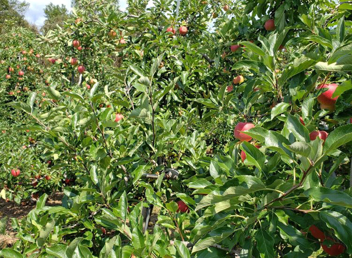 lyman orchards connecticut