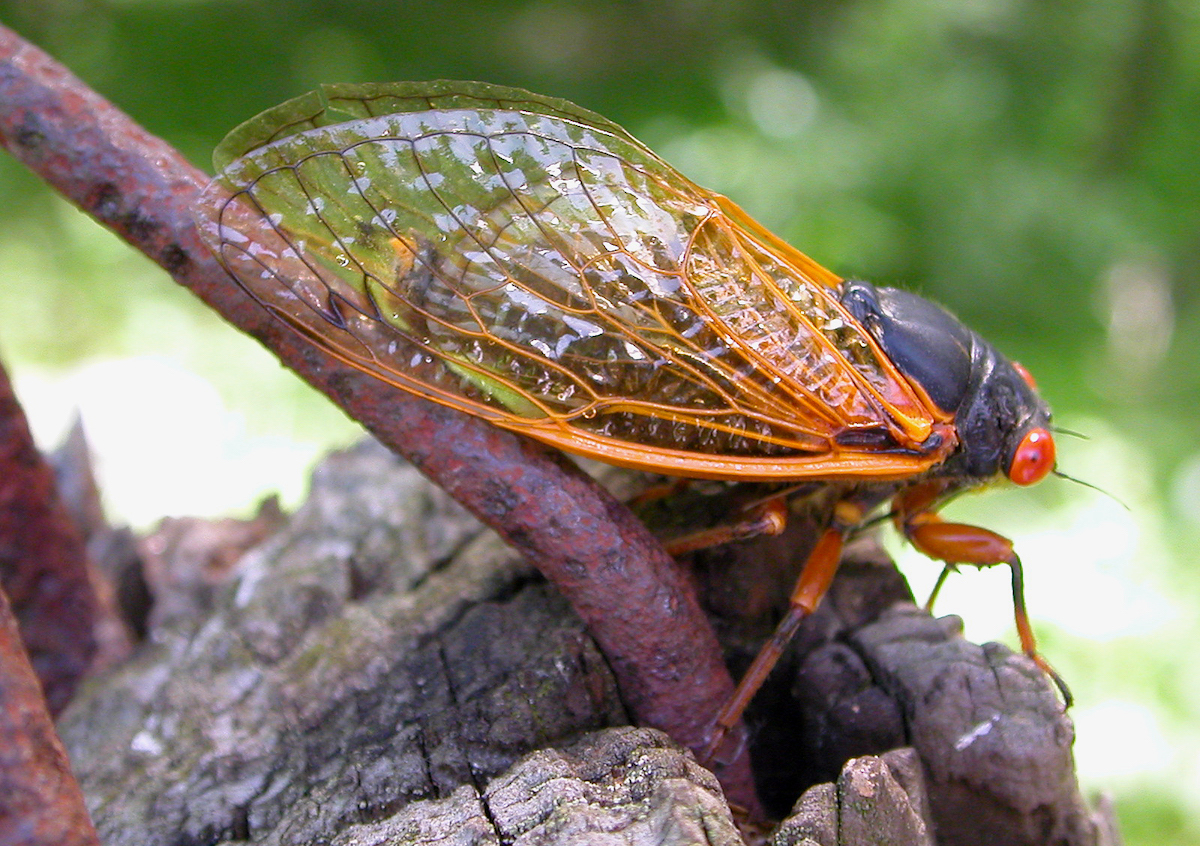 Seventeen-year cicada on tree