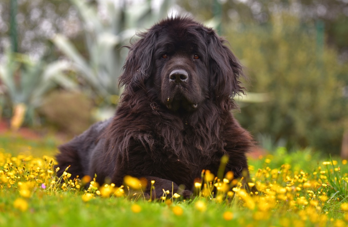 newfoundland dog in grass