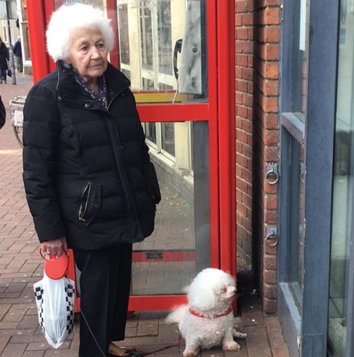 old woman with curly white hair matches fluffy dog, dog and owner twins