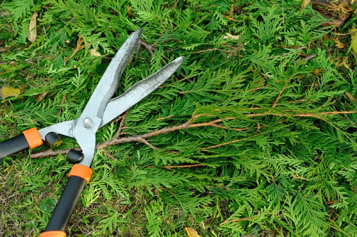 destroying your garden