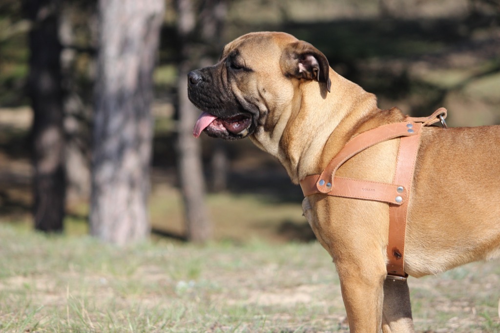 bullmastiff dog