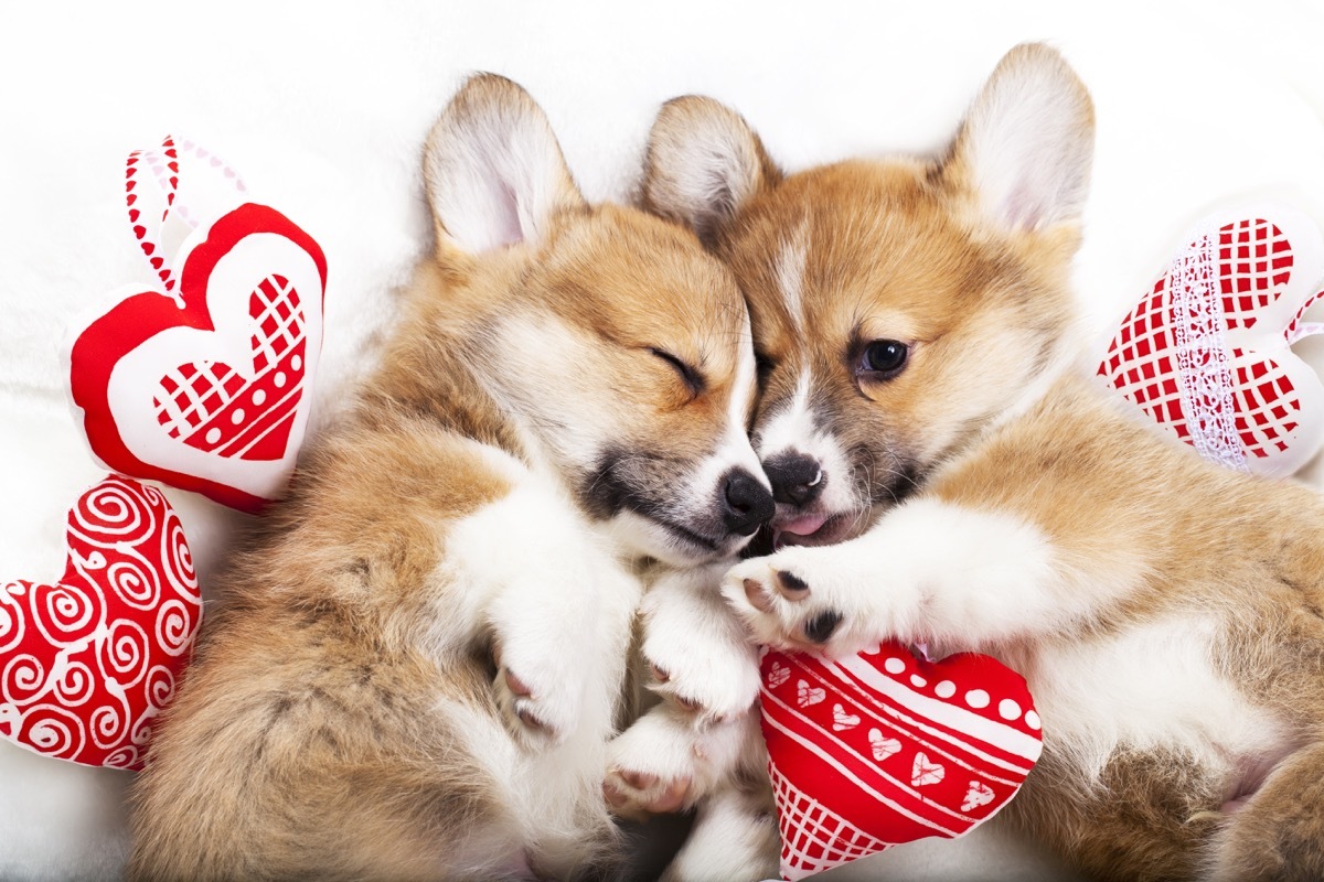 corgis fall asleep in each other's arms photos of snoozing dogs