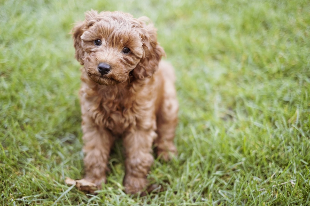 A cute little cavapoo puppy is sitting in the grass listening to commands