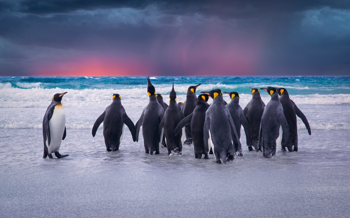 King penguins in falkland islands photos of wild penguins