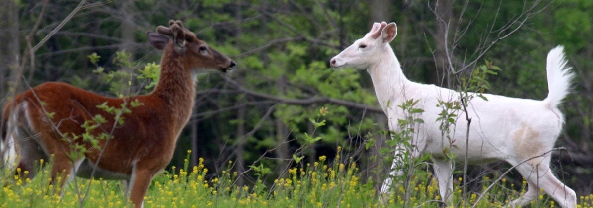 Seneca White Deer Endangered