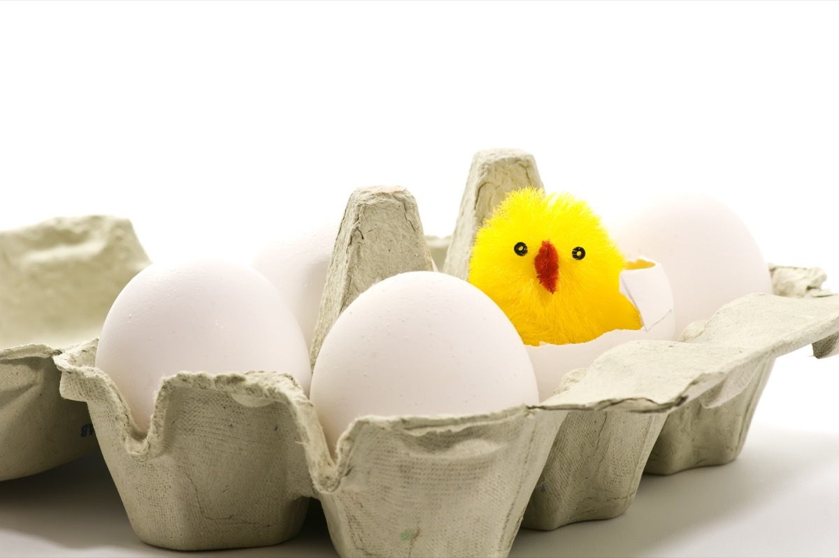 boiled eggs in a case, with a fake chick