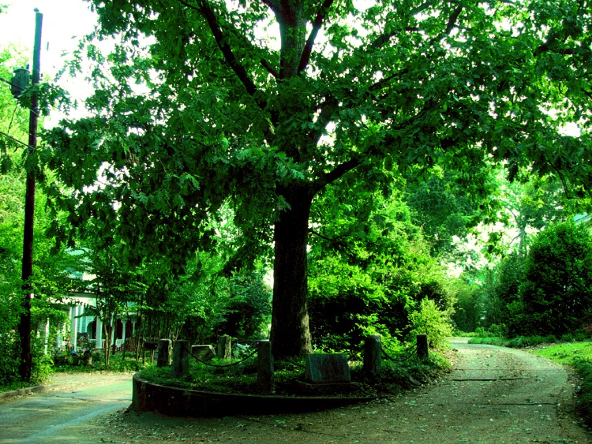 the tree that owns itself in athens georgia