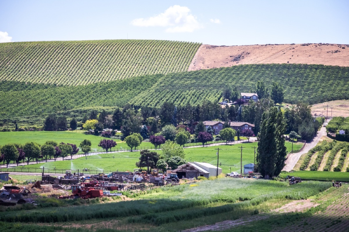 vineyard near yakima washington