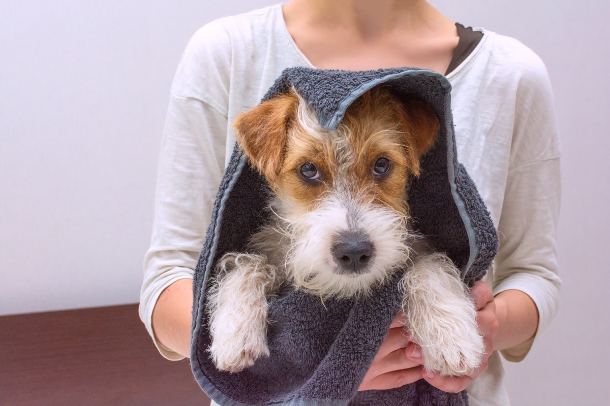 Cute dog wrapped in a towel