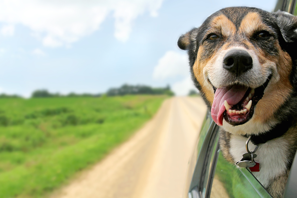 dog savoring the car ride