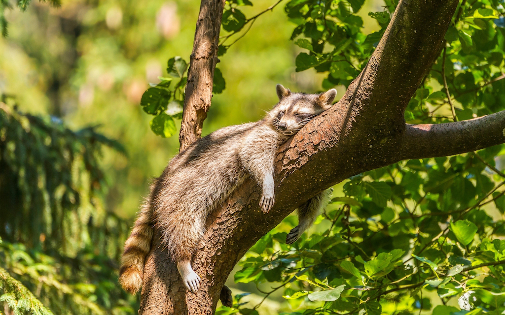 raccoon nap