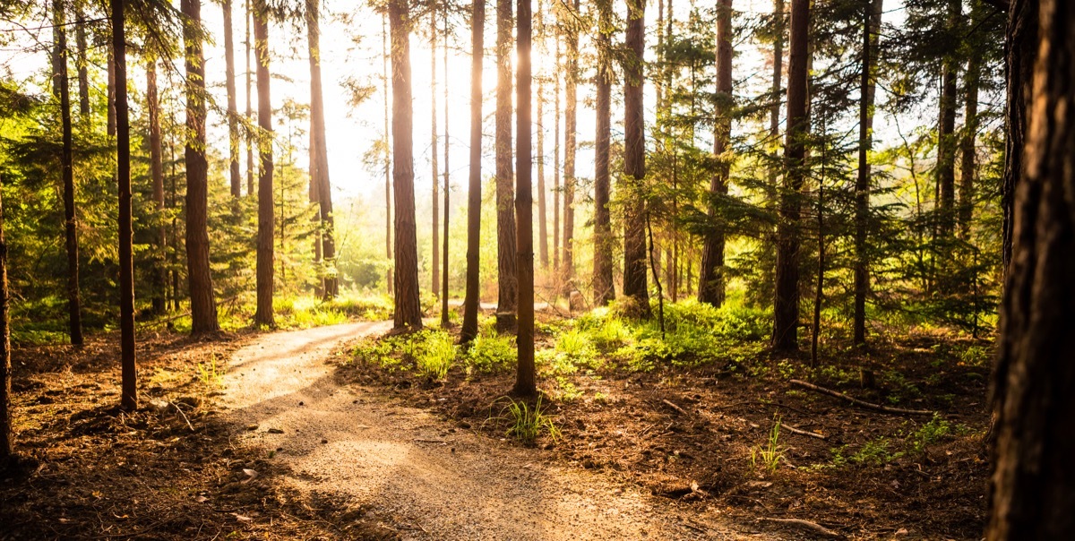 Sun shining through the woods