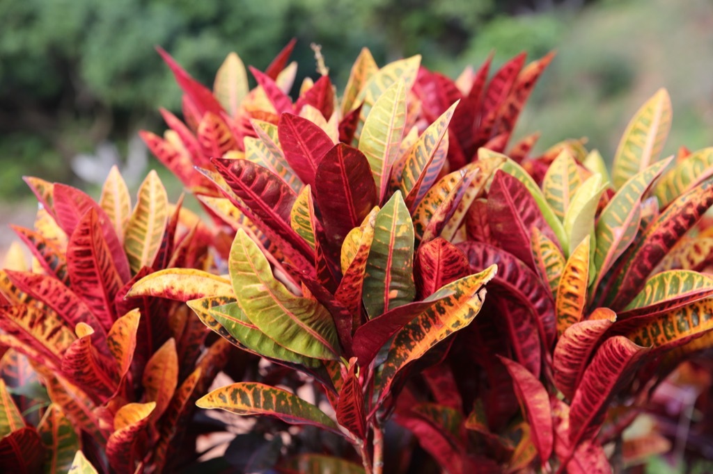 colorful croton plants