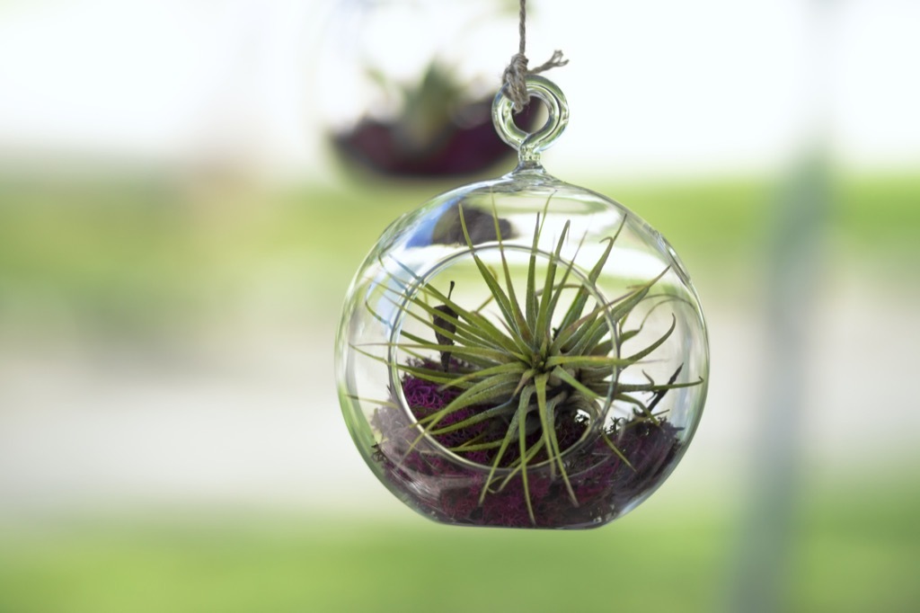 air plant hanging in a round glass terrarium