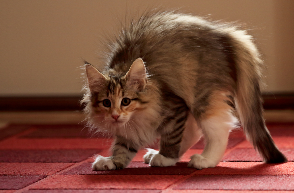 Cat with Back Arched, Hair Standing on End 