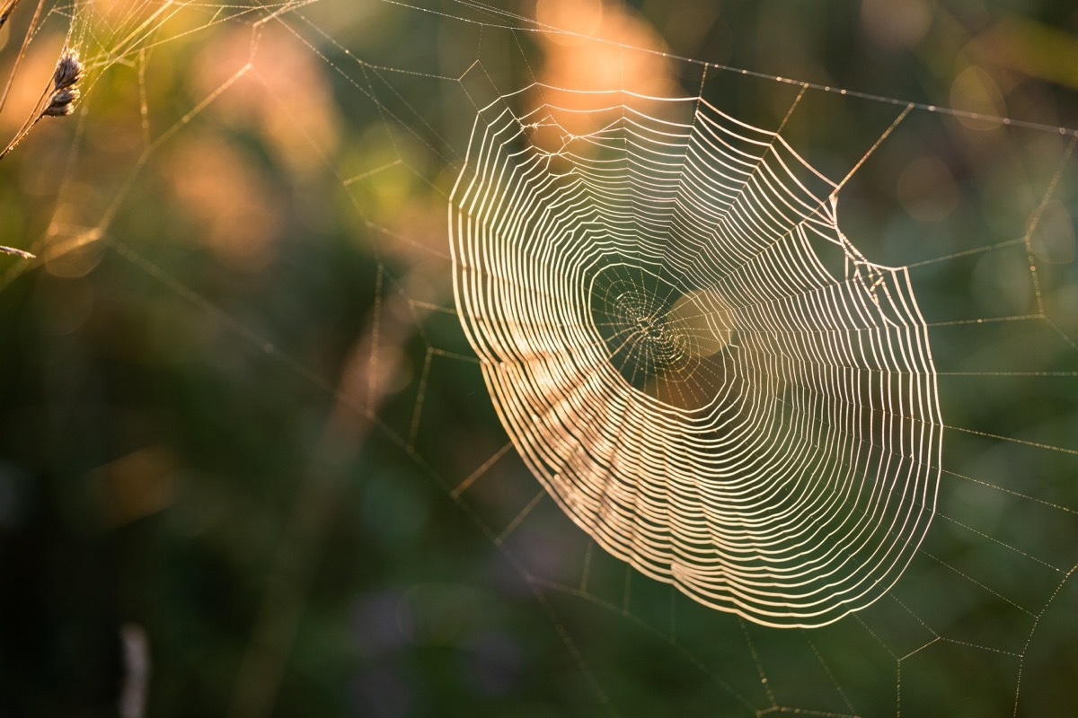 spider web