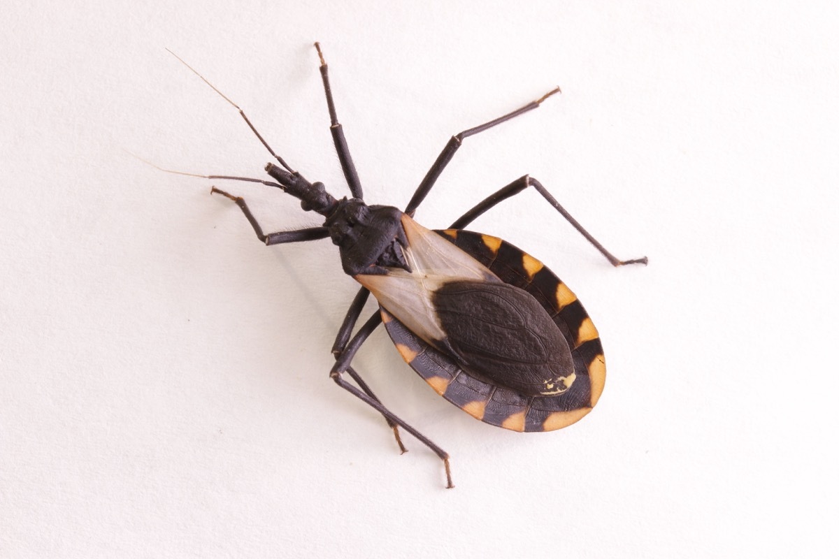 Kissing bug