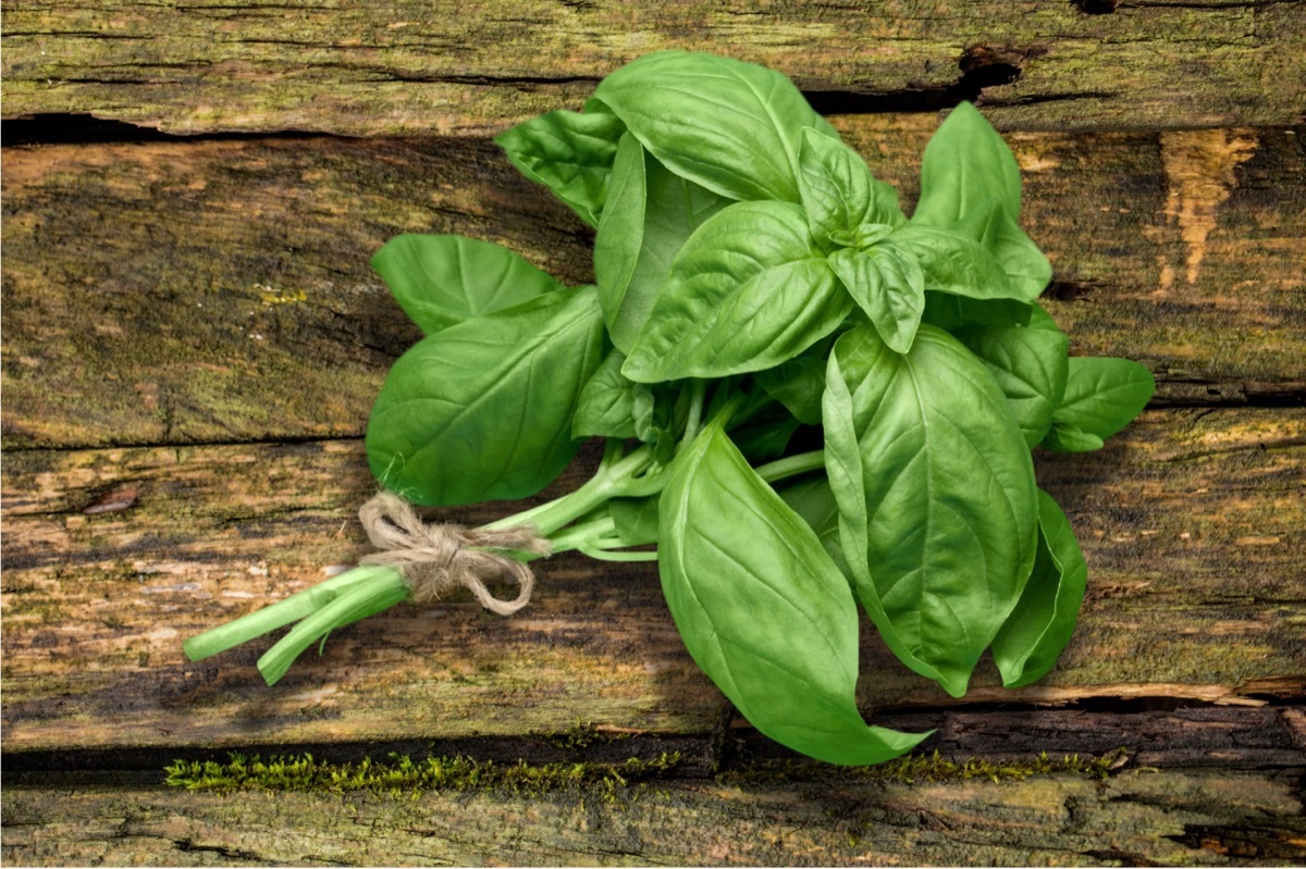 Basil Leaves on Wooden Board