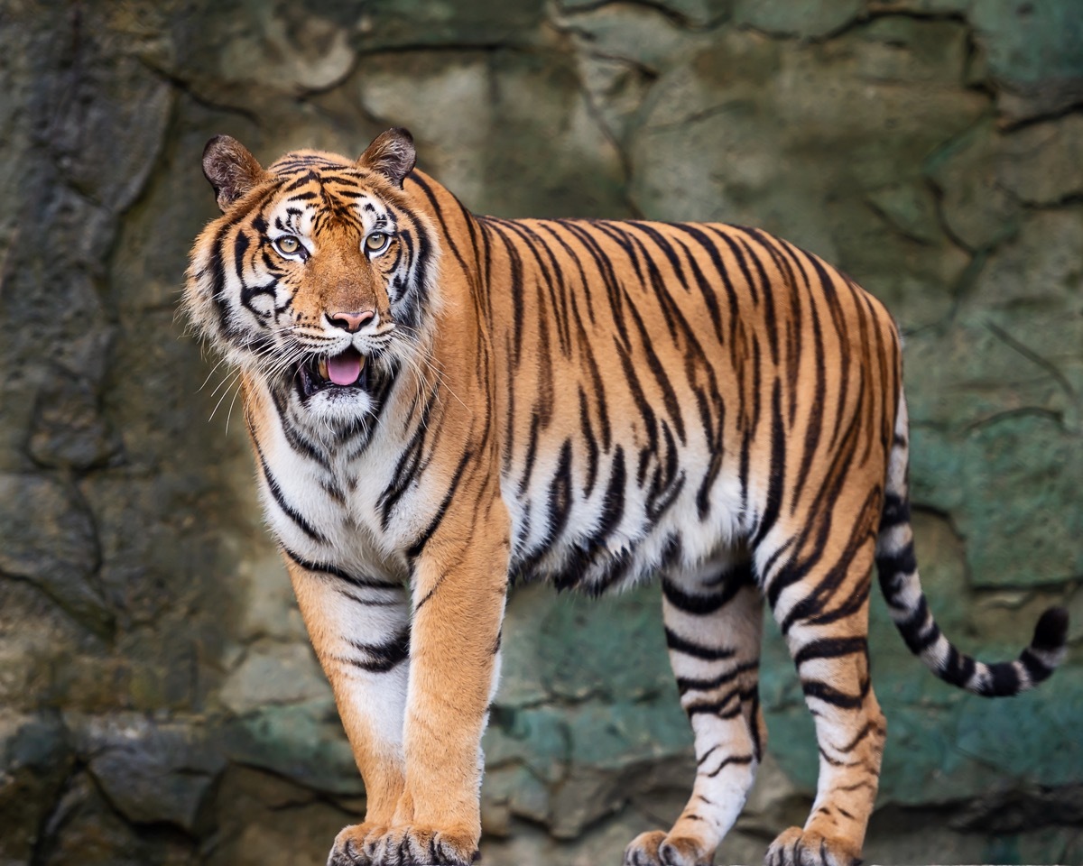 indochinese tiger