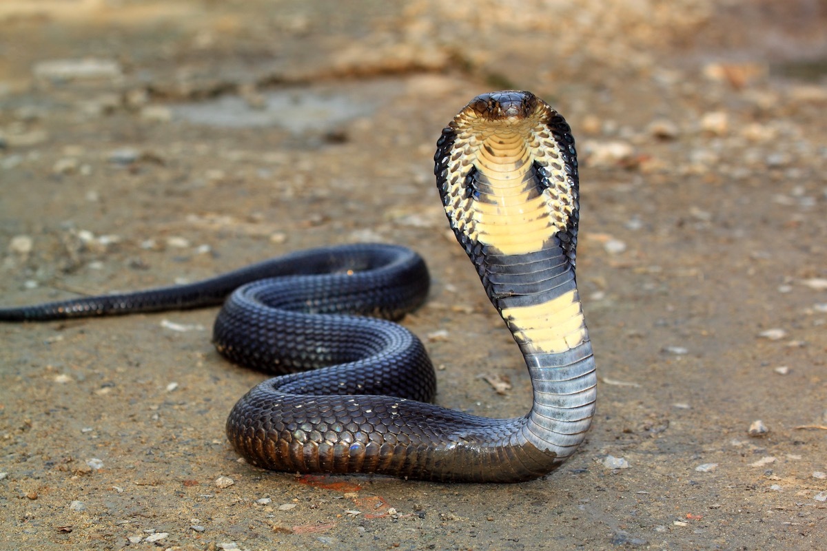 Cobra snake