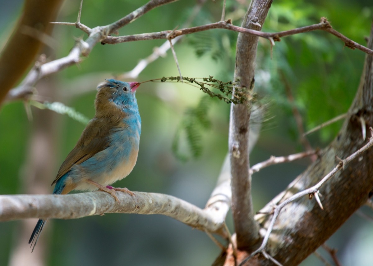 Blue Capped Cordon Blue (Uraeginthus cyanocephalus) spotted outdoors - Image