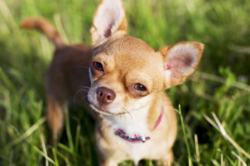 chihuahua dog smallest animals