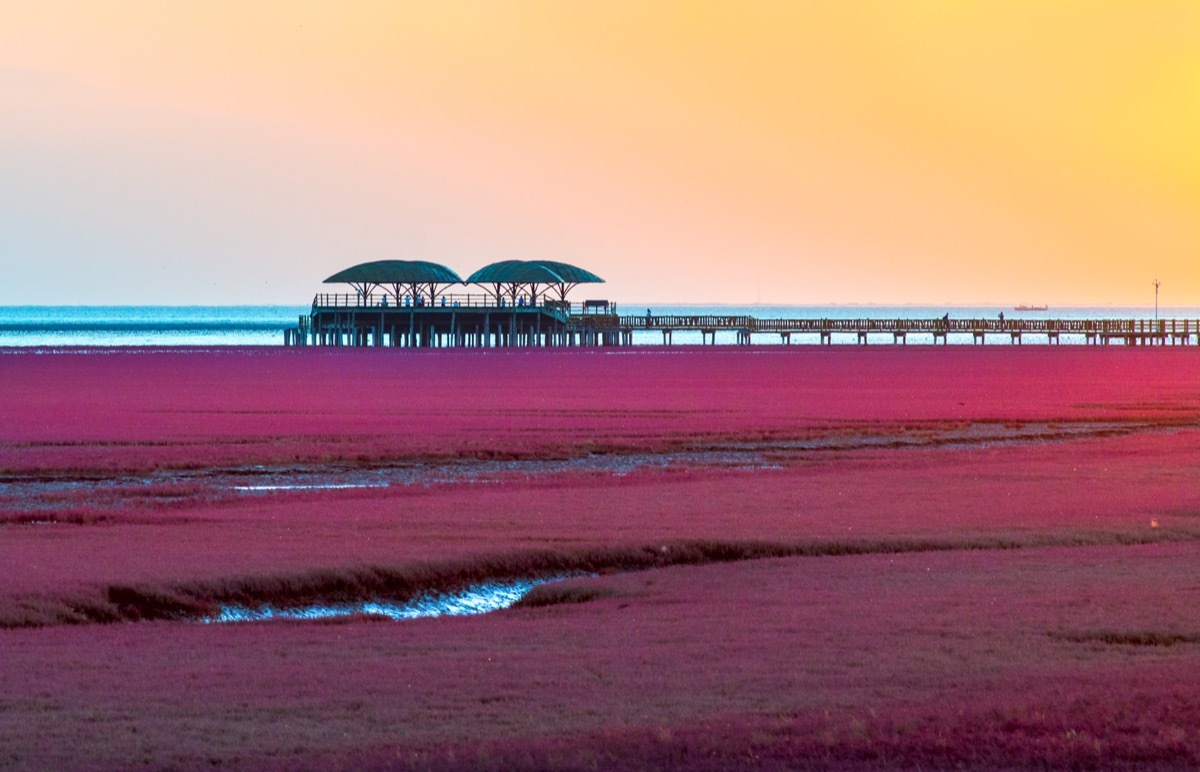 A red beach in China during sunset