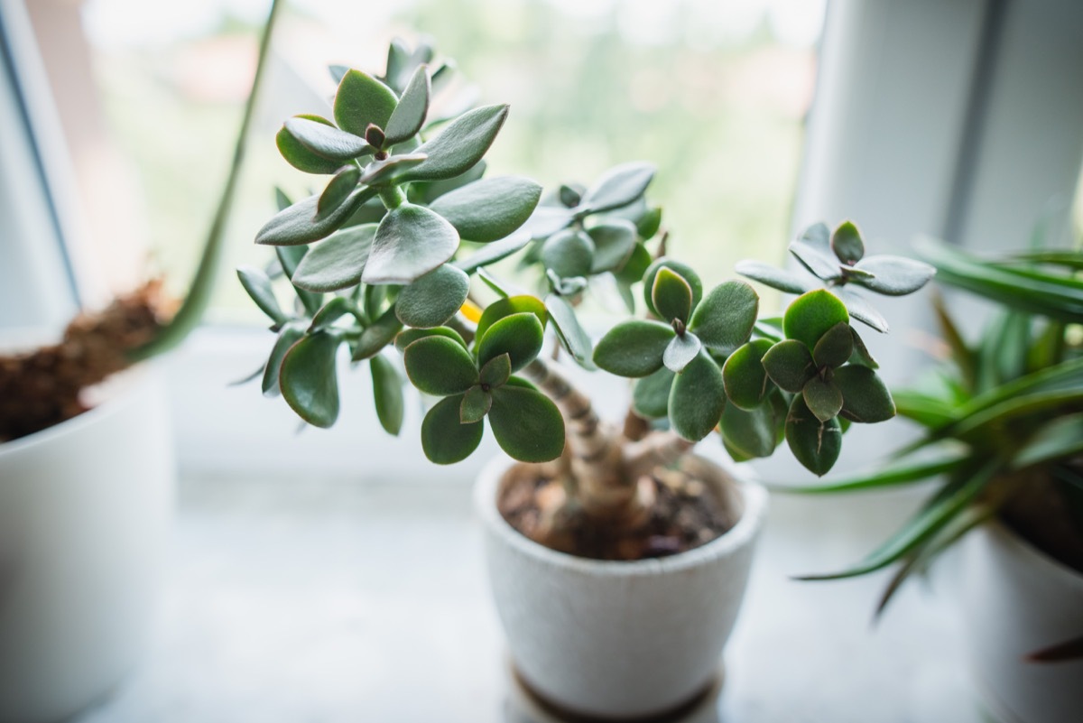 Jade plant