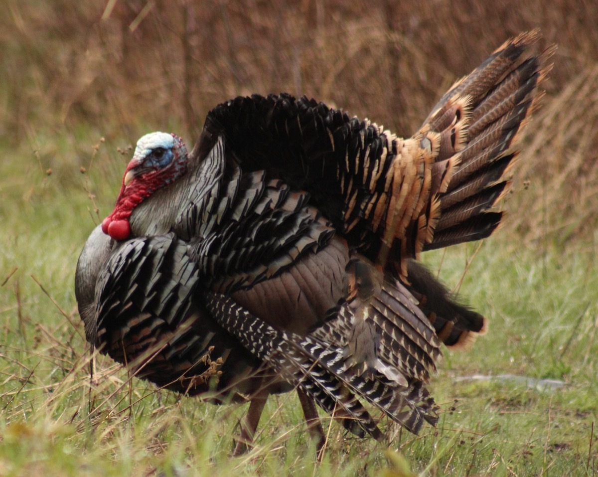 wild turkey in montana