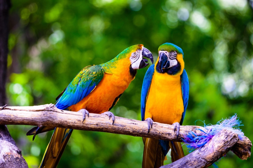 Two parrots outside