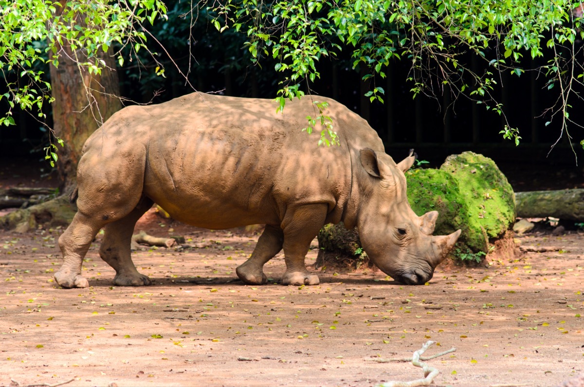 Sumatran Rhino