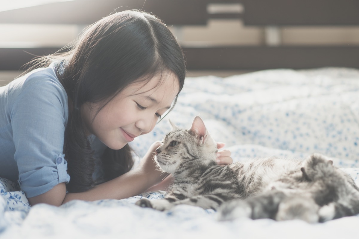 beautiful asian girl playing with american short hair cat on the bed