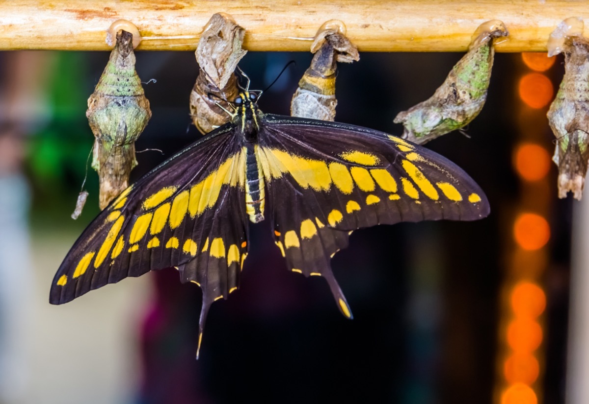 caterpillars hanging into metamorphosis with a butterfly