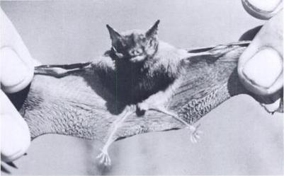 Kitti's Hog Nosed Bat Planet Earth Facts