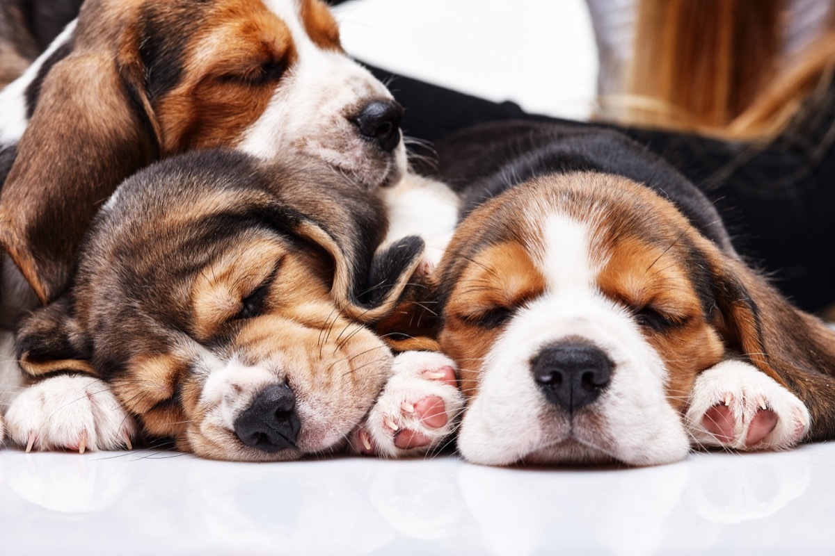 beagle puppies sleeping photos of snoozing dogs