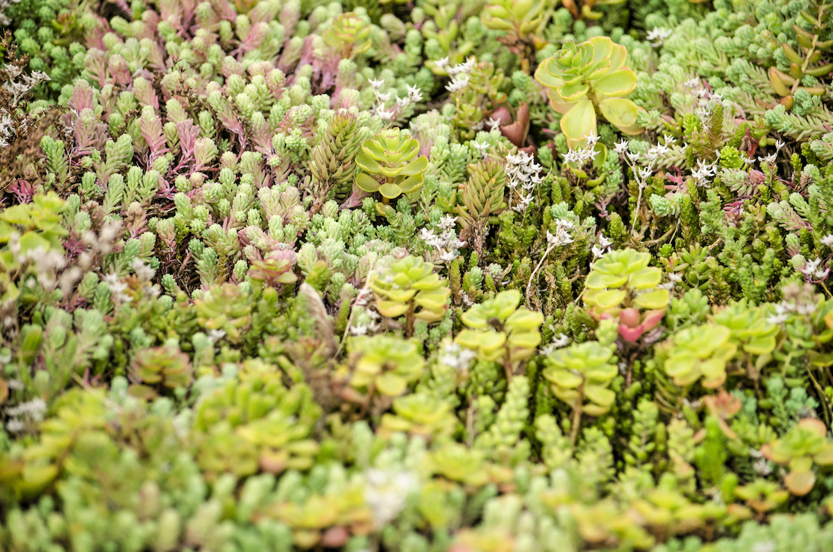 Close-up of sedum plants