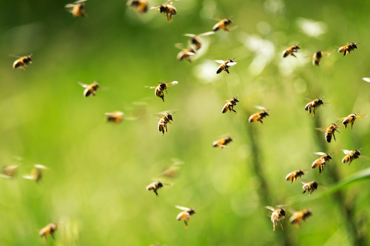 swarm of yellow bees in a green garden