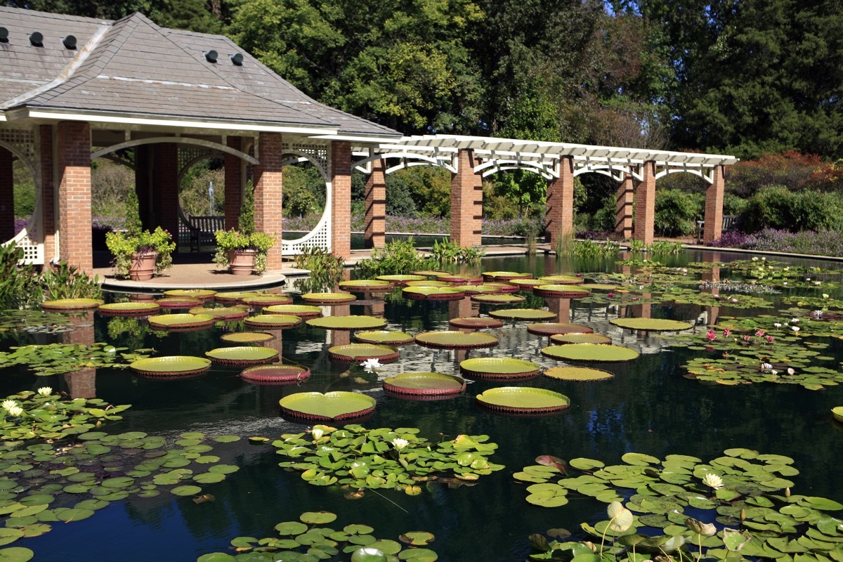 Water Garden at the Huntsville Alabama Botanical Gardens