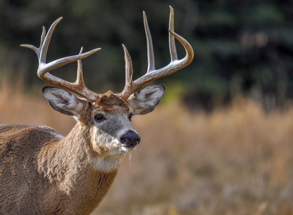 Deer antlers