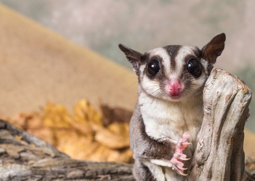 sugar glider craziest emotional support animal