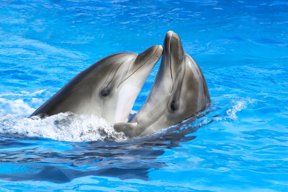 Two dolphins swimming together