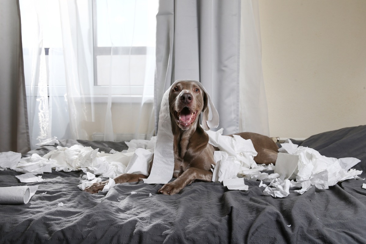 Dog Eating Roll of Toilet Paper